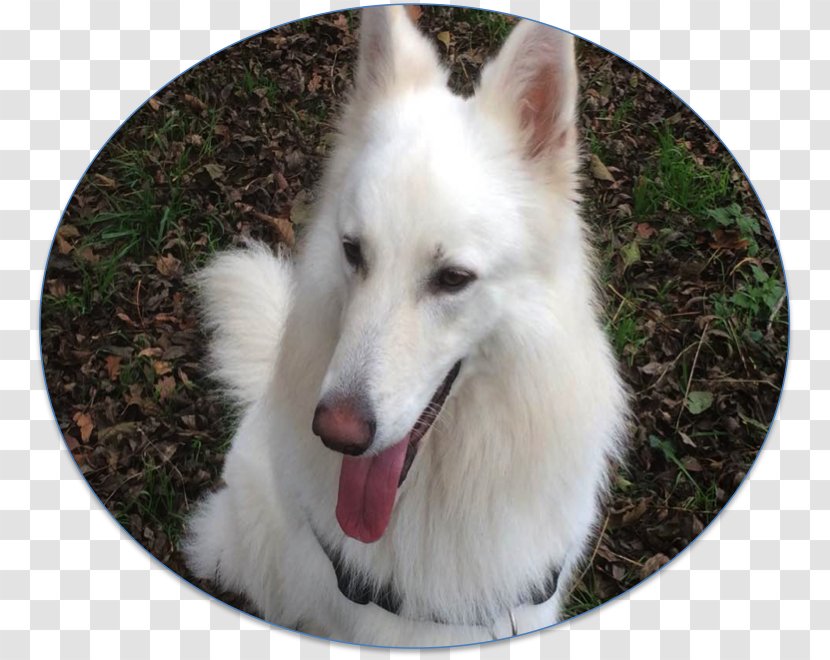 Dog Breed Berger Blanc Suisse White Shepherd American Indian Canadian Eskimo - RONG Transparent PNG