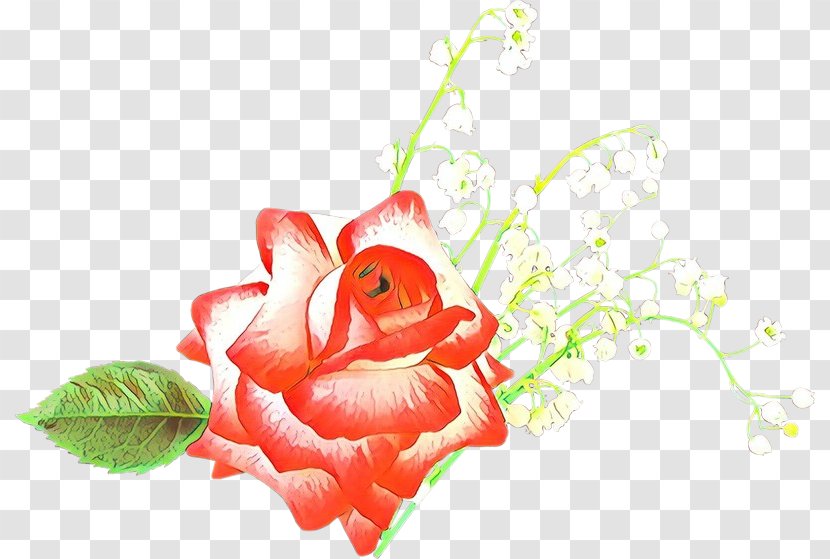 Garden Roses - Petal - Rose Plant Transparent PNG