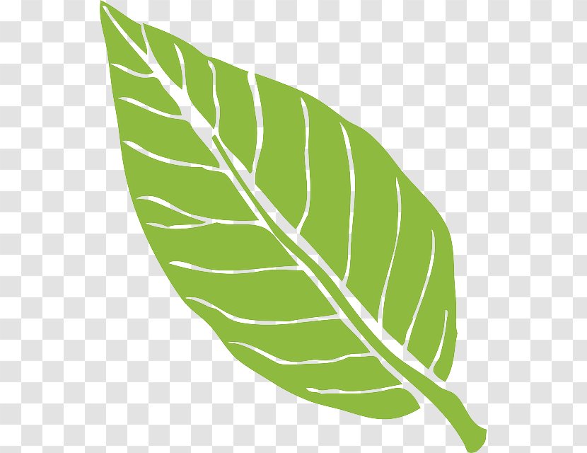 Banana Leaf - Arrowroot Family - Feather Transparent PNG