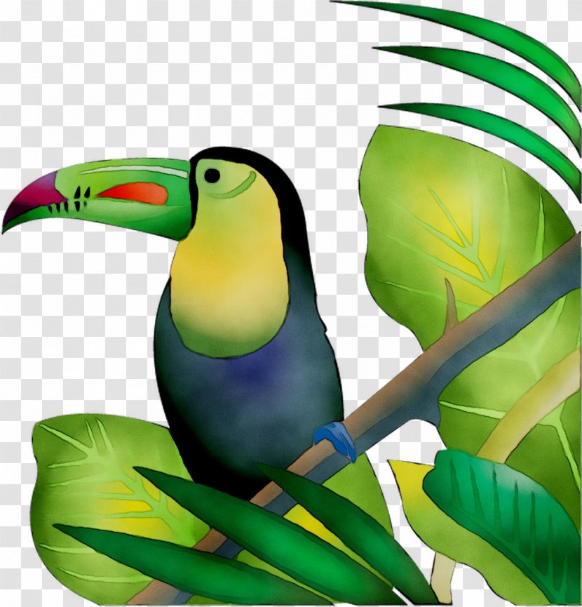 Toucan Clip Art Parrot Illustration Graphics - Report - Vertebrate Transparent PNG