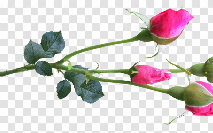 Garden Roses Cabbage Rose Bud Plant Stem Flower Transparent PNG
