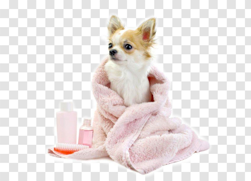 Pink Skin Puppy Dog Companion Dog Transparent PNG