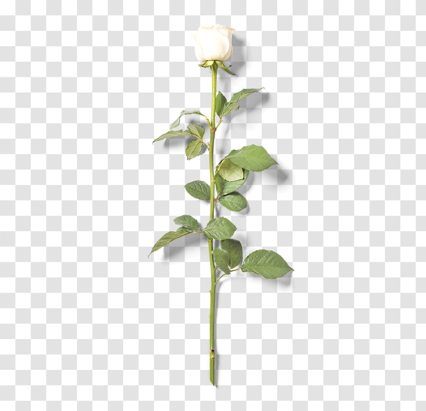 Beach Rose Flower - Plant Stem - White Transparent PNG