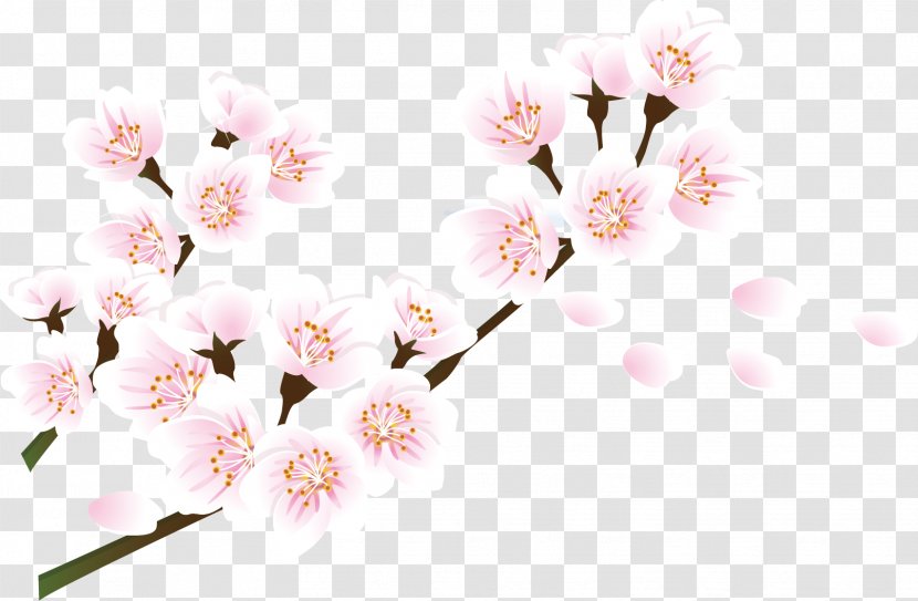 Cherry Blossom Petal - Plant - Petals Transparent PNG