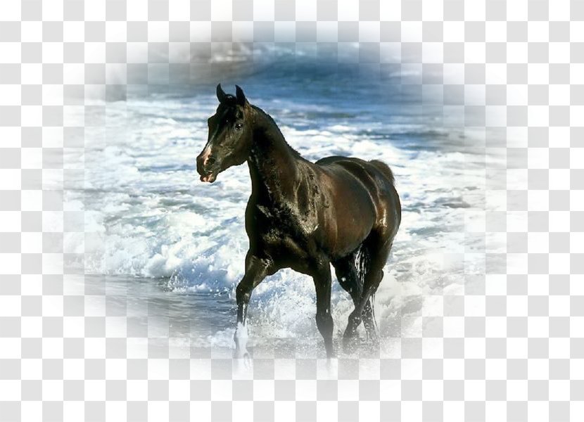 Shire Horse Horseland Mare Stallion Black - Harness - Beach Transparent PNG