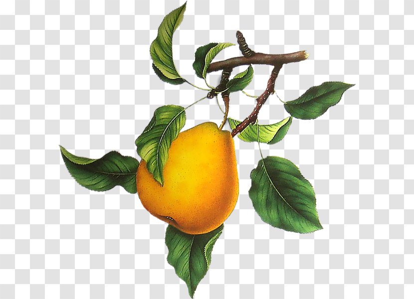 Clementine Tangelo European Pear Tangerine - Valencia Orange Transparent PNG