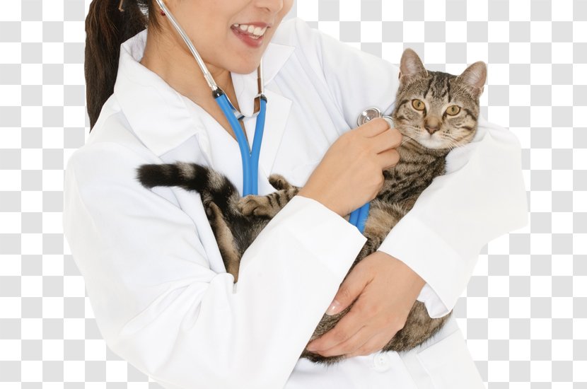 Kitten Cat Stethoscope Transparent PNG