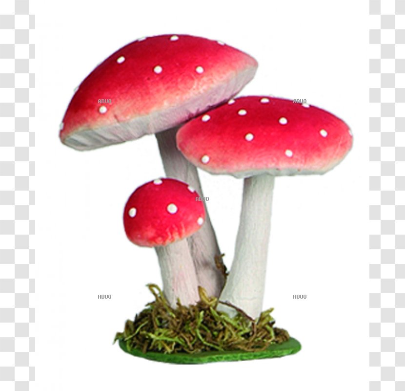 Amanita Muscaria Fungus Agaric Yellow Mushroom Transparent PNG