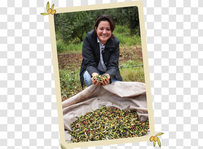 Italian Cuisine Olive Oil Castanhal, Pará Arbequina Gastronomy - Plant Transparent PNG