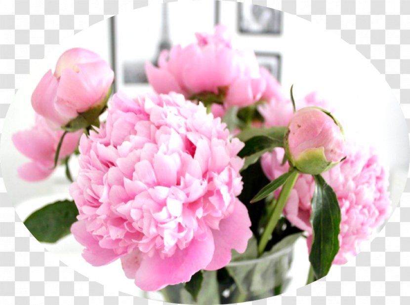 Cut Flowers Floristry Floral Design Plant - Centifolia Roses - Pink Peony Transparent PNG