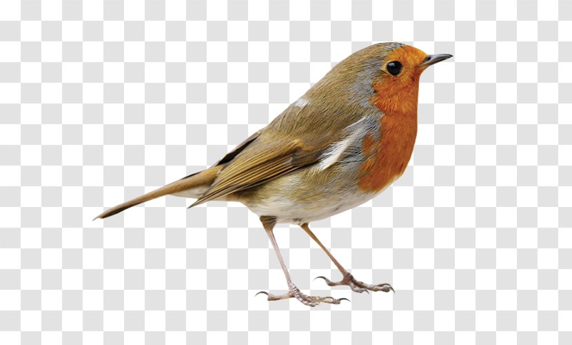 European Robin Bird American Pet Clip Art - Owl Transparent PNG