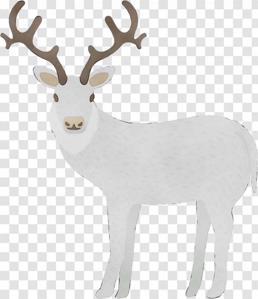 Reindeer - Sticker - Fawn Transparent PNG