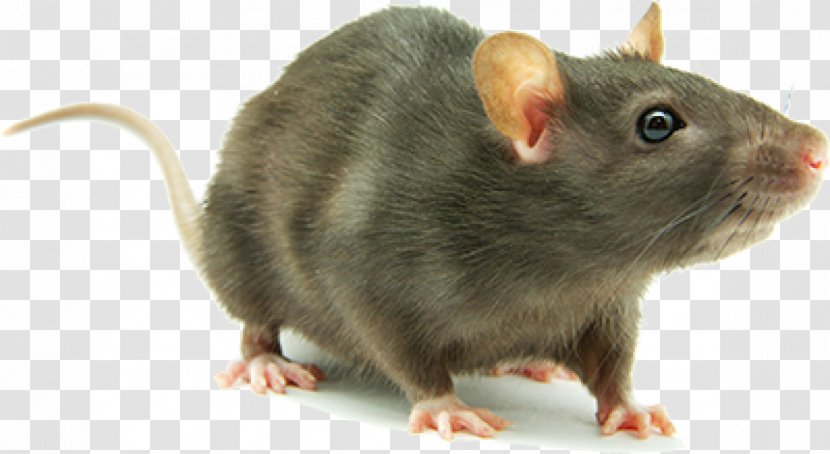 Brown Rat Mouse Rodent Laboratory Cockroach - Pest Control Transparent PNG