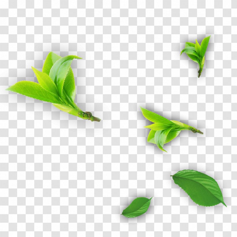 Tea Leaf - Branch Transparent PNG