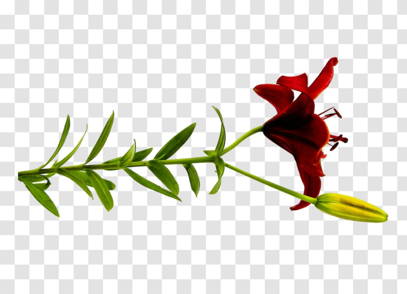 Cut Flowers Lilium Petal Red - Leaf - Flower Transparent PNG