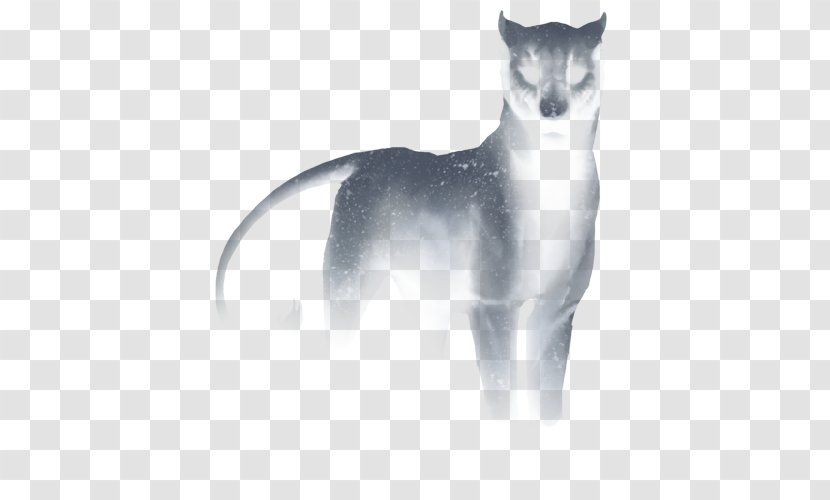 Whiskers Cat Snout Tail White - Fox News Transparent PNG