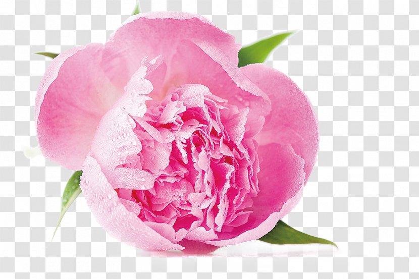 Peony Cabbage Rose Stock Photography Royalty-free Shutterstock - Flowering Plant Transparent PNG