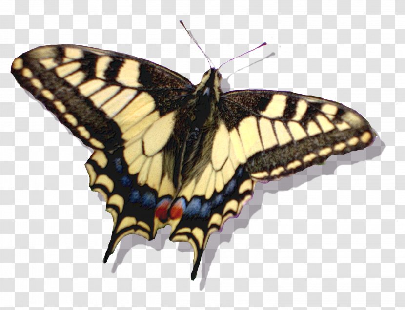 Monarch Butterfly DeviantArt Moth - Lakota Transparent PNG