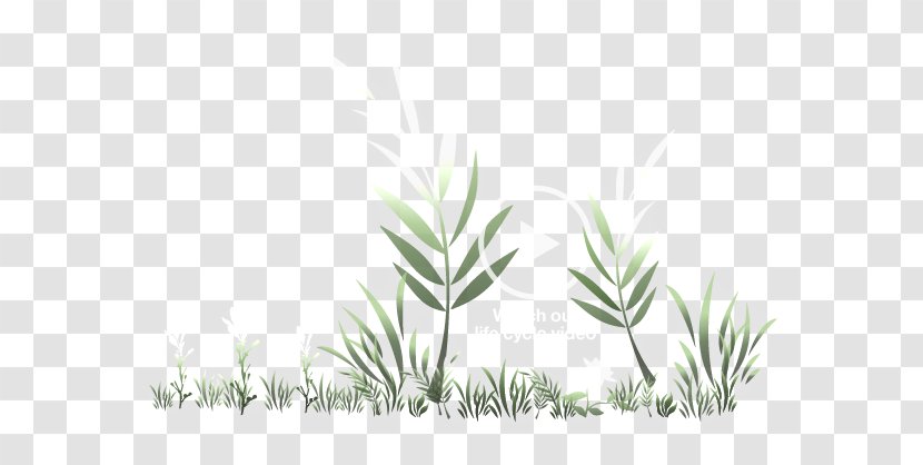 Grasses Plant Stem Leaf Commodity Branching - Flora - Eco-friendly Transparent PNG