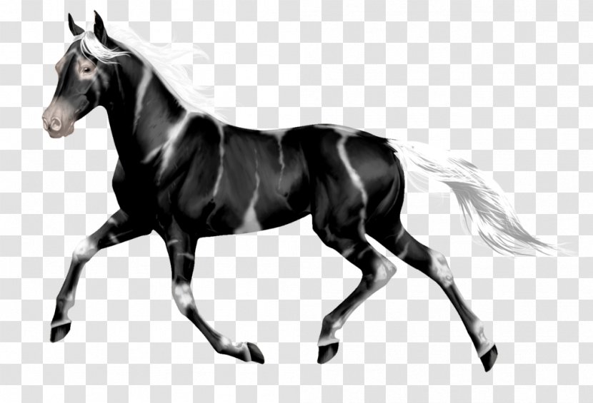 Mustang Stallion Mare Wild Horse Rein - Canter And Gallop - Digital Markings Transparent PNG