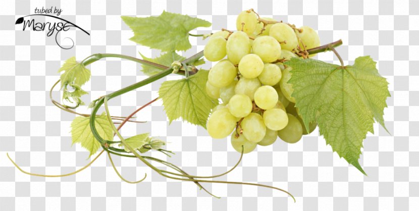 Sultana Common Grape Vine Seedless Fruit Juice - Vitis Transparent PNG