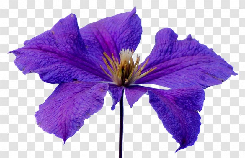 Flower Petal Purple - Flowers Transparent PNG