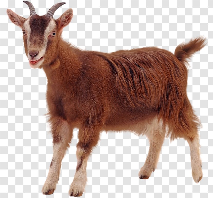 Pygmy Goat Boer Anglo-Nubian Sheep Transparent PNG