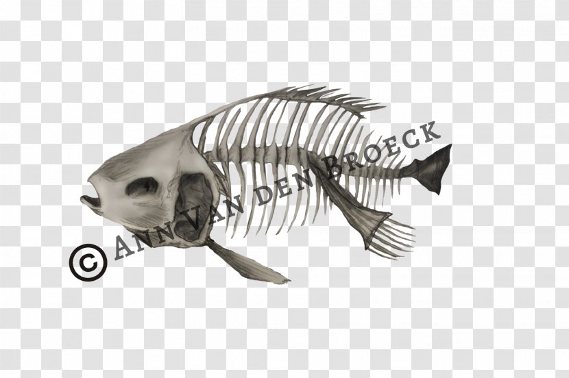 Fish .cf Tail Font - Fauna Transparent PNG