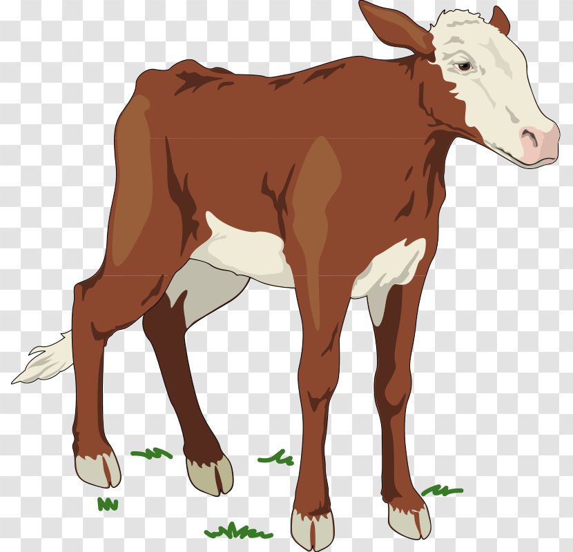 Beef Cattle Calf Sheep Livestock - Dairy - Free Pictures Of Cows Transparent PNG