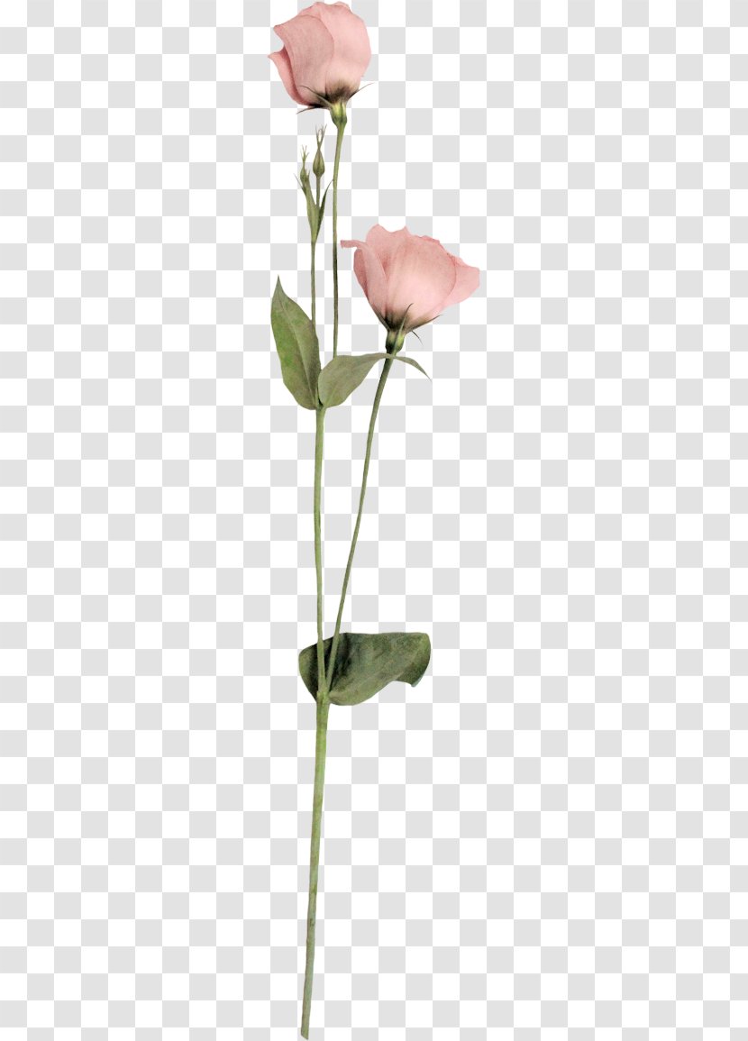 Cut Flowers Petal Photography - Bud - Flower Transparent PNG