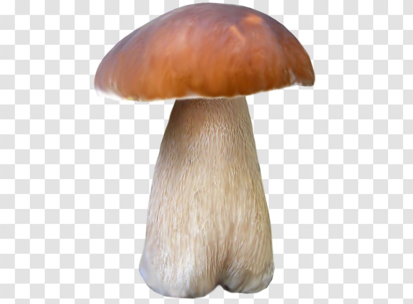 Pleurotus Eryngii Mushroom Brown Google Images - Mushrooms Transparent PNG