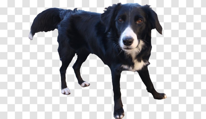 Border Collie - Dog Breed - Sporting Group Companion Transparent PNG