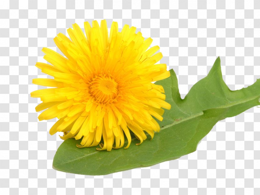 Common Dandelion Leontodon Yellow Stock Photography Medicinal Plants - Meadow - Free Pull Material Transparent PNG