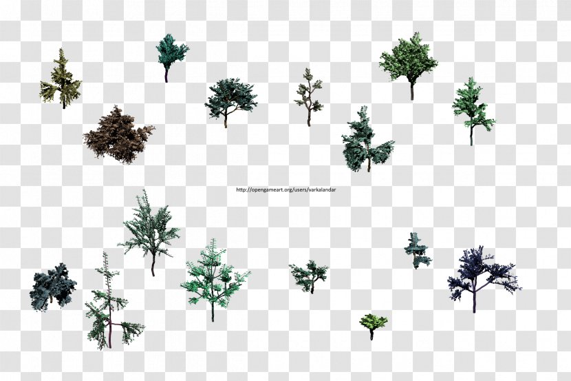 Pine Evergreen Leaf Flowering Plant Font - Tree Transparent PNG