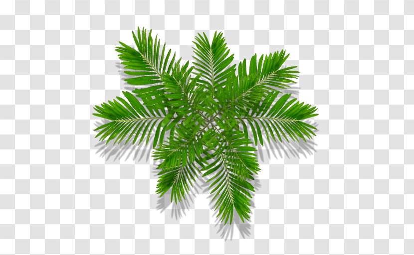 Arecaceae Conifers Leaf Tree - Monstera Transparent PNG