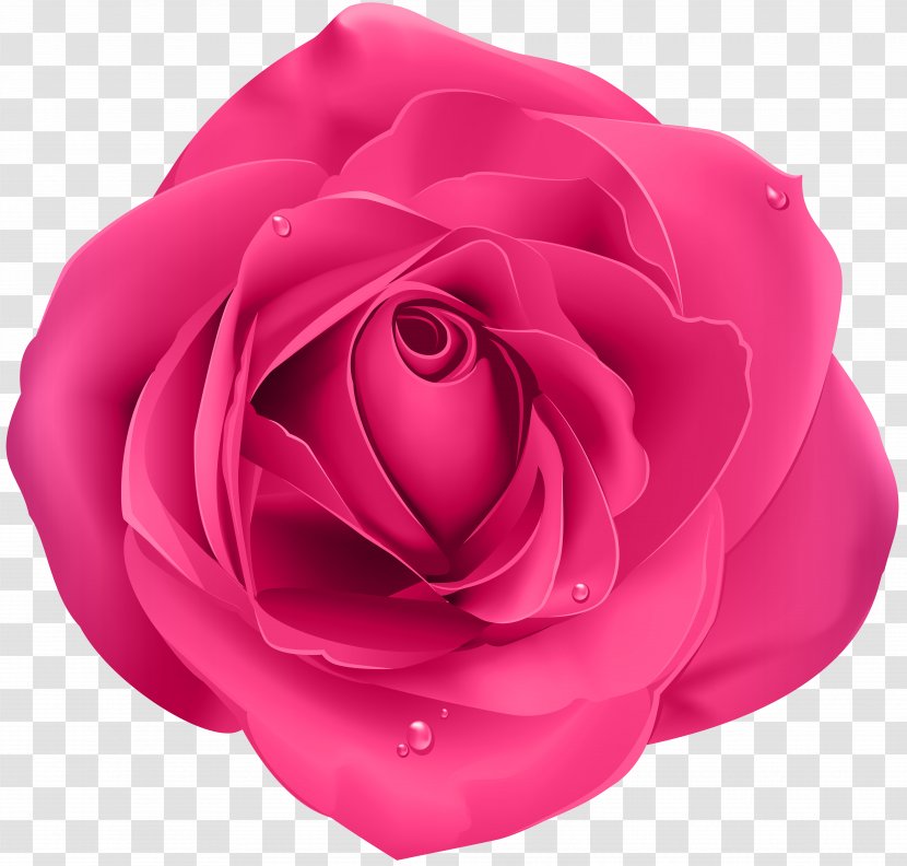 Rose Clip Art - Petal - Pink Transparent Transparent PNG