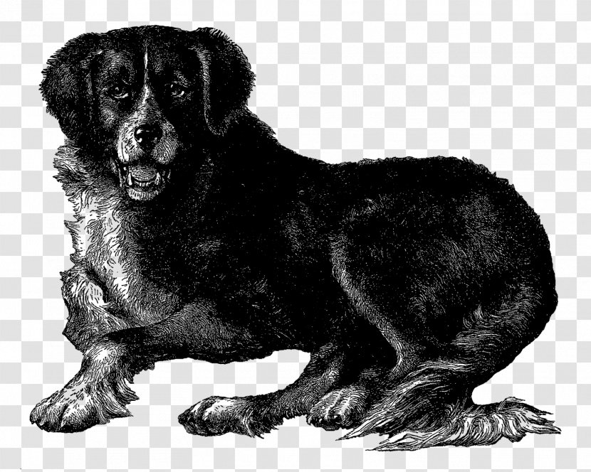 Newfoundland Dog Bernese Mountain Estrela Puppy English Mastiff - Like Mammal - Clipart Transparent PNG