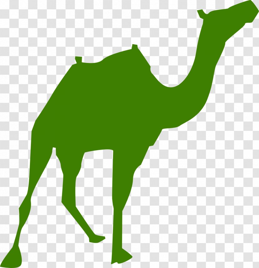 Egyptian Pyramids Camel - Public Domain Transparent PNG