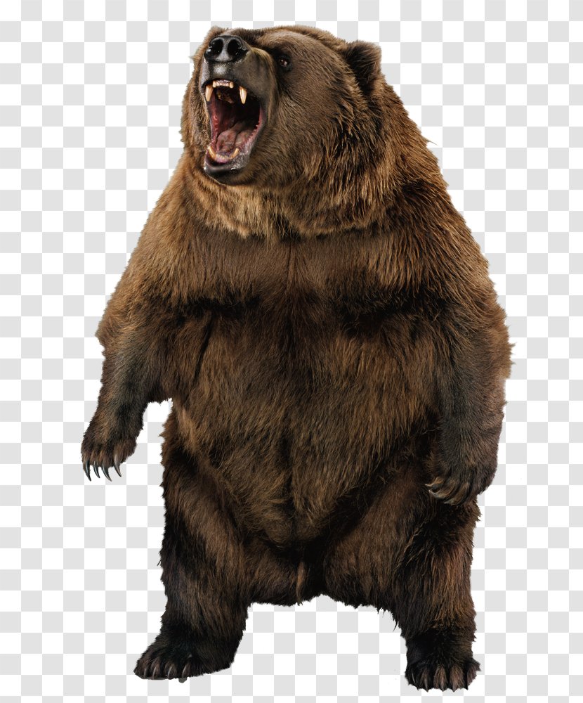 Grizzly Bear Portraits D'ours Brown - Mammal Transparent PNG