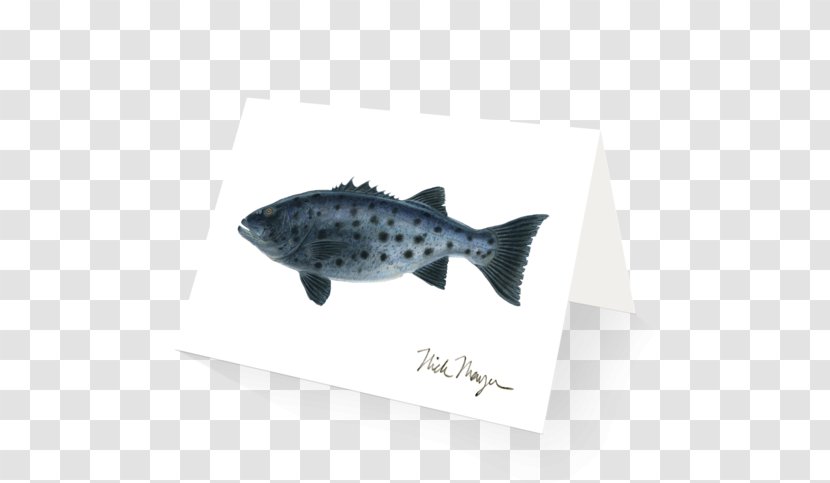 Fin Fish - Sea Bass Transparent PNG