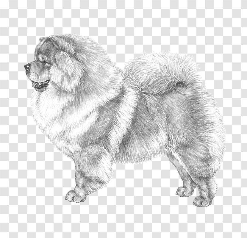 Dog Breed Chow Companion Akita Basenji - Ancient Breeds - Puppy Transparent PNG