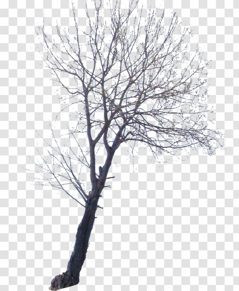 Twig University Of Grenoble Joseph Fourier Tree - France Transparent PNG