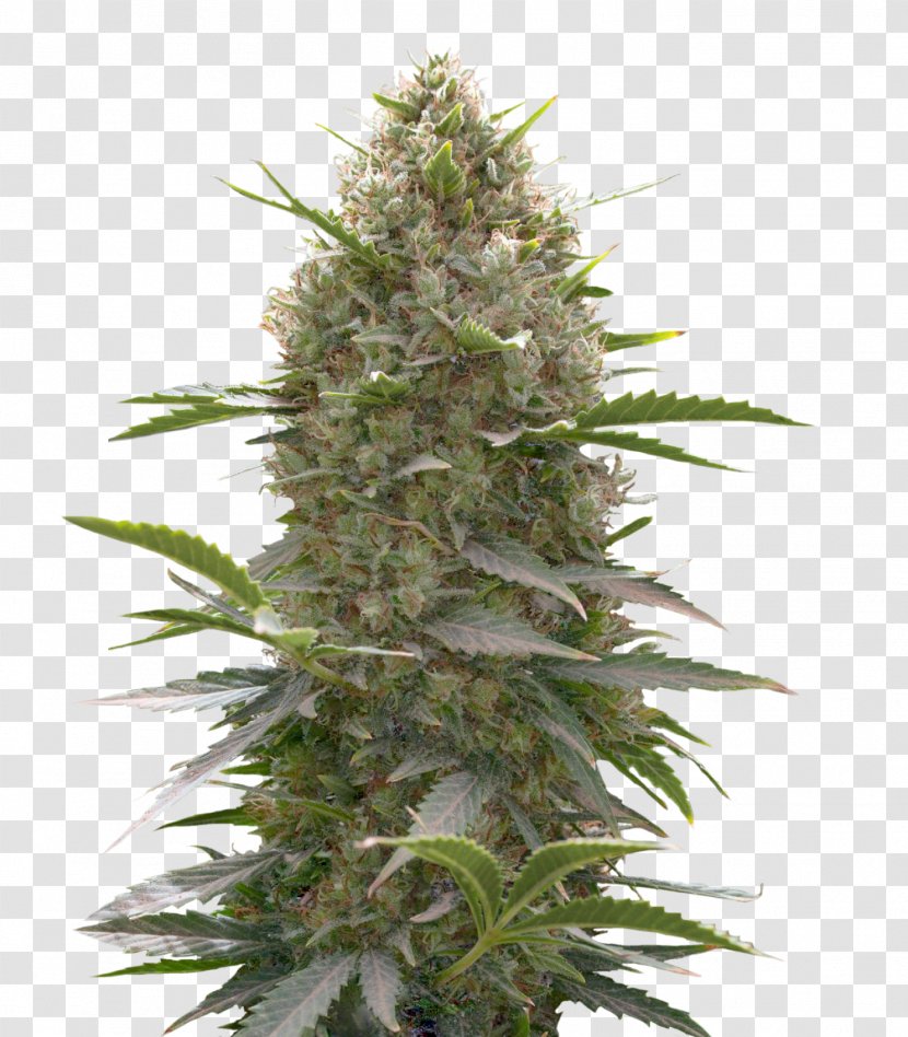 Car Skunk 420 Magazine Autoflowering Cannabis Kush - Tree Transparent PNG