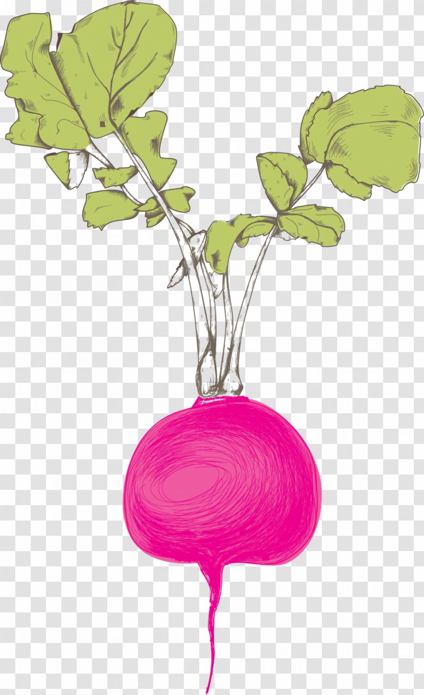 Logo Nutrition Dietitian Coaching Health - Radish - Beet Transparent PNG