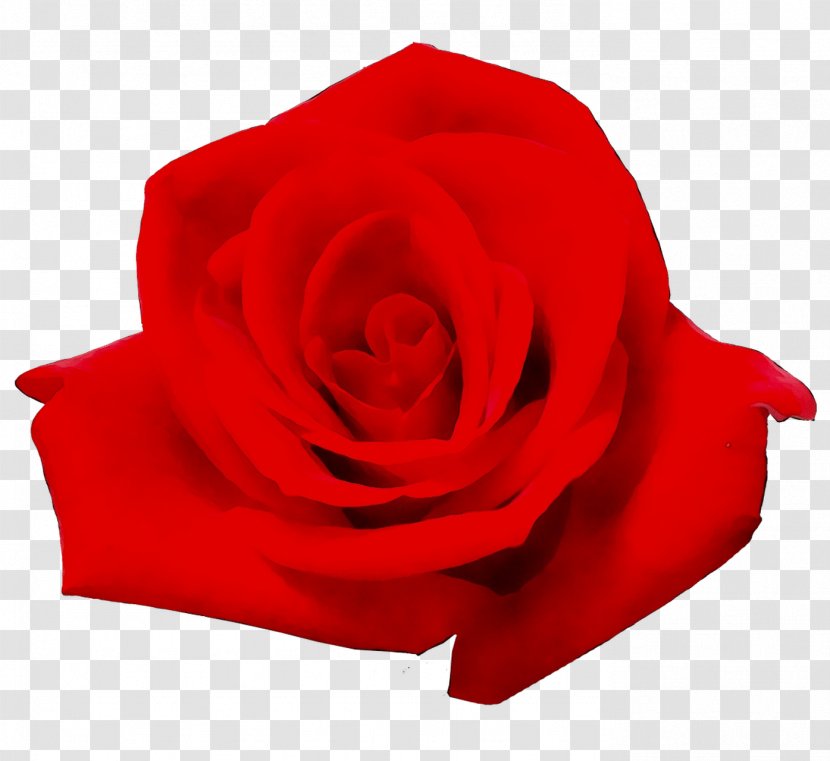 Garden Roses Cut Flowers Petal - Carmine - Rose Family Transparent PNG