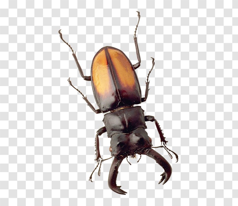 Japanese Rhinoceros Beetle Beetles - Arthropod Transparent PNG