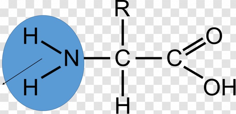 Amino Acid Biology Chemical Compound Amine - Technology - Group Transparent PNG