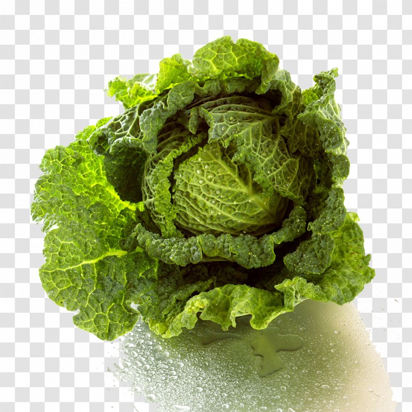 Cabbage Lettuce Vegetable Nutrition - Superfood - Chinese Transparent PNG