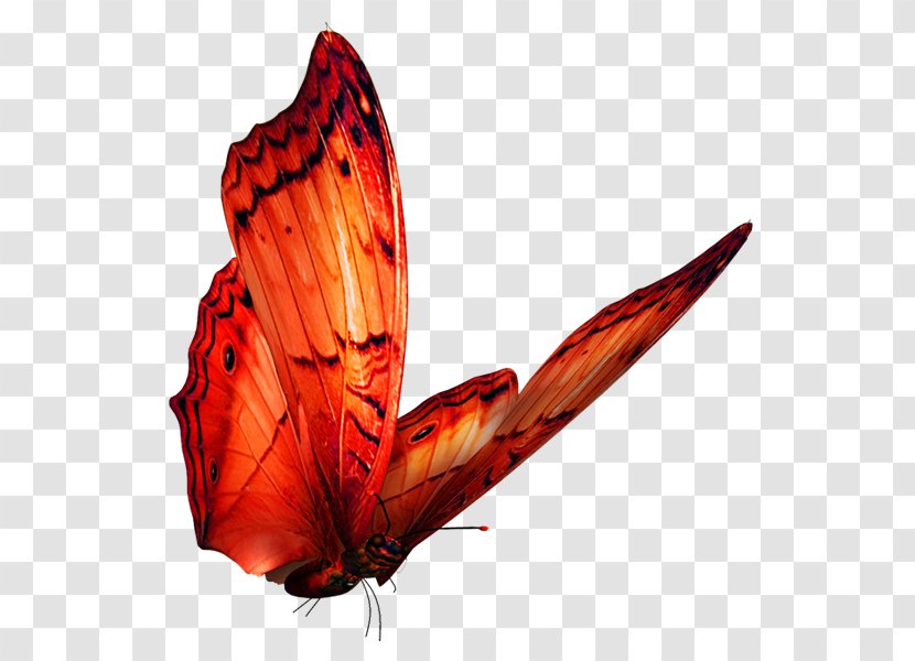 Butterfly Clip Art - Invertebrate - Pictures Transparent PNG