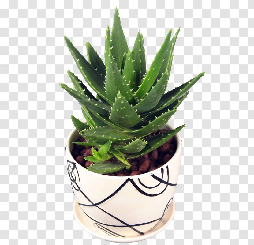 Aloe Vera Plant Euclidean Vector Gel - Succulent Transparent PNG